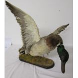 Taxidermy duck