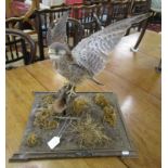 Taxidermy - Kestrel