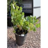 4 White Muscat grapevines