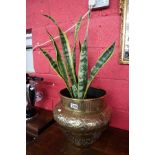 Large brass planter with succulent