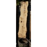 2 pieces of cankered ash - Approx H: 188.5cm