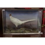 Cased taxidermy - White pheasant marked 1878 - Case approx W: 79.5cm x D: 25cm x H: 50cm