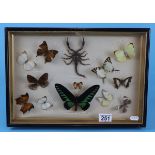 Cased butterflies & scorpion - Approx W: 41.5cm x H: 29cm