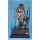 Taxidermy owl in glass case - Case approx W: 28cm x D: 28cm x H: 51cm