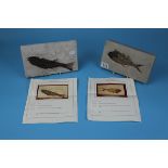 2 fish fossils with COA - Approx image size W: 25cm x H: 14.5cm