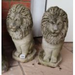 Pair of stone sitting lions - H: 50cm