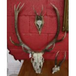 3 deer skulls with antlers