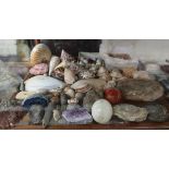 Collectables to include shells, fossils etc