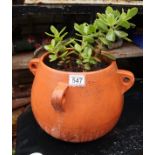 Terracotta planter with plants