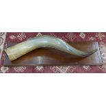 Large mounted bovine horn - Approx L: 90cm