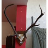 Pair of mounted antlers