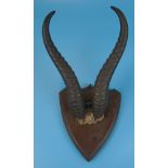 Mounted elk horns