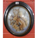 Taxidermy squirrel in oval frame with domed glass by T W Caplin