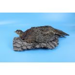 Taxidermy female pheasant