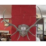 Mounted 10 point antlers