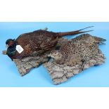 Male & female taxidermy pheasants