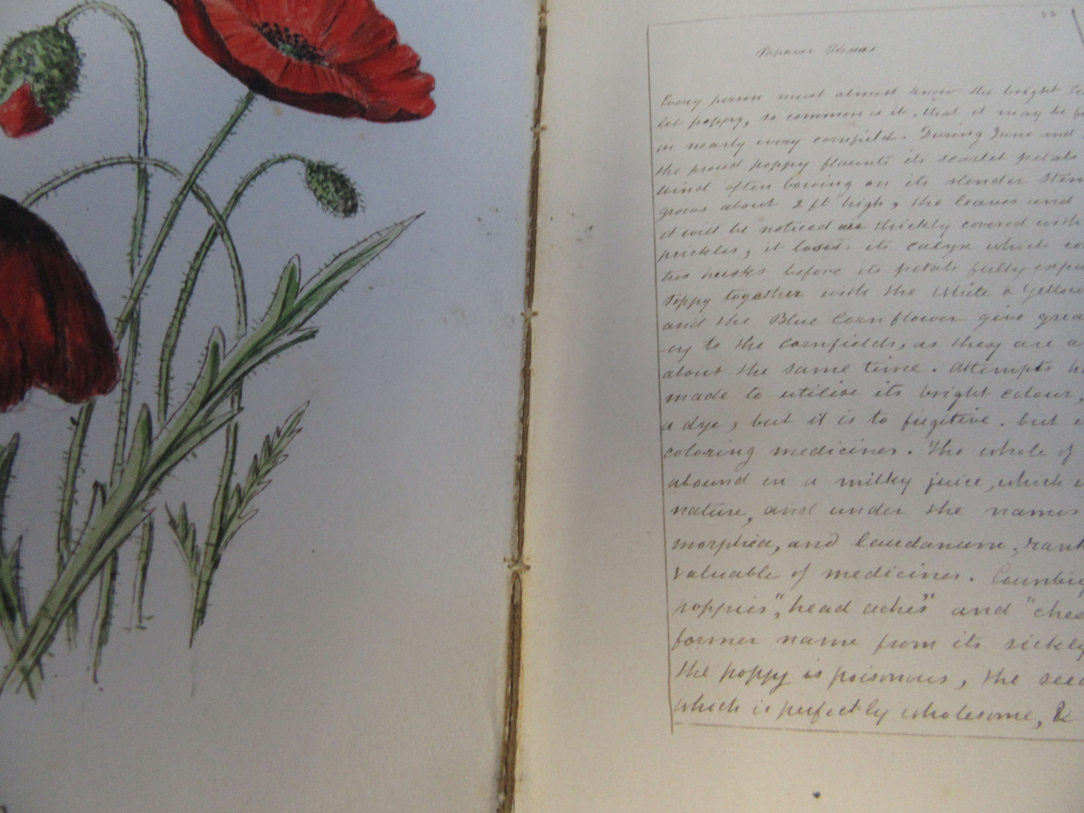 A hand written book 'British Wild Flower - Image 11 of 15