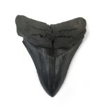 A fossilized Megalodon tooth, l. 12 cm