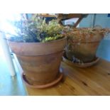 A pair of clay pots with plants