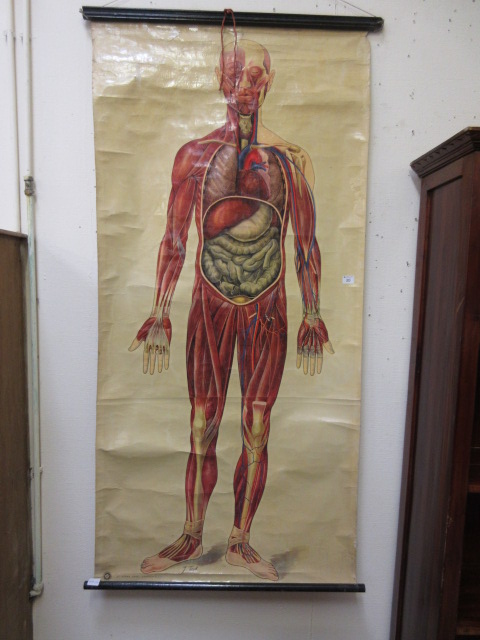 An early 20th century anatomical study o