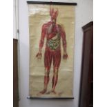 An early 20th century anatomical study o