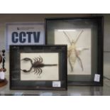 A cased preserved Malaysian scorpion tog