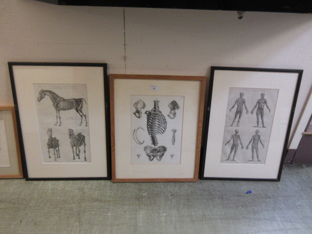 Three framed and glazed prints of bones,