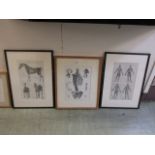 Three framed and glazed prints of bones,