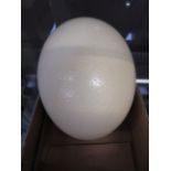 An ostrich egg