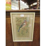 A framed and glazed water colour of bird