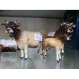A family of brown Beswick cattle