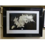 A framed and glazed photographic print o