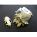 Two animal skulls