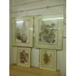 Four framed and glazed prints to include
