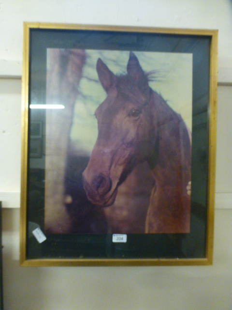 A framed and glazed photo of a horse