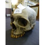 A faux skull