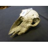 An animal skull