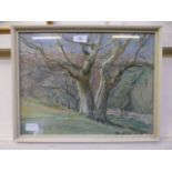 A framed and glazed pastel of trees, signed D.