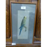 A framed and glazed watercolour of a parrot
