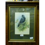A framed and glazed pen and watercolour of a jackdaw on flowering branch,