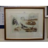 A framed and glazed print of birds of prey etc.