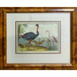 'ORNITHOLOGICAL STUDIES', a set of five coloured lithographs in walnut frames,