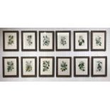 19th CENTURY BOTANICAL HAND COLOURED ENGRAVINGS, a set of twelve, framed and glazed, 35cm x 27cm.