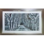 A TREE-LINED BOULEVARD, black and white photoprint, 76cm x 125cm overall, framed and glazed.