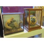 TAXIDERMY, Squirrels in a glazed case, 47cm W x 47cm H, and Kingfishers in a glazed case,