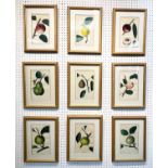 19th CENTURY HAND COLOURED BOTANICAL POMOLOGY ENGRAVINGS, a set of nine, 33cm x 25cm,