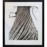 AFTER STUART NEPLER 'Sweet Chestnut', photolithograph, edition of 25, 134cm x 119cm,