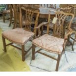 DINING CHAIRS, a set of twelve, padouk including two carvers 65cm x 97cm H x 48cm,