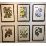 BOTANICAL PRINTS, a set of six, Flowers of the Endangered Rainforest,
