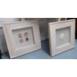 THE SEA SHELLS, framed set of two displays.